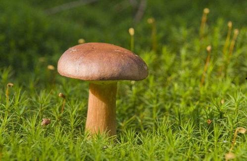 娱乐吃瓜酱野生字幕菌,揭秘幕后花絮，带你领略影视圈真实一面