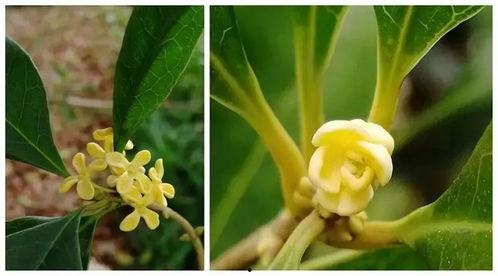 娱乐吃瓜酱桂花树下,桂花树下，揭秘娱乐圈那些不为人知的秘密