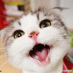 娱乐吃瓜猫张一张,揭秘娱乐圈背后的那些事儿