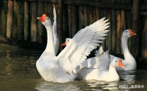 八鹅吃瓜菌不空娱乐,揭秘网络热梗背后的趣味世界
