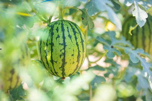 娱乐圈哪个地方吃瓜最好,揭秘最佳“吃瓜”圣地