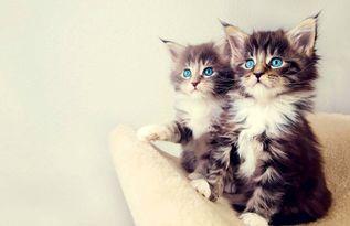 娱乐吃瓜小猫咪视频下载,揭秘热门娱乐视频幕后下载攻略