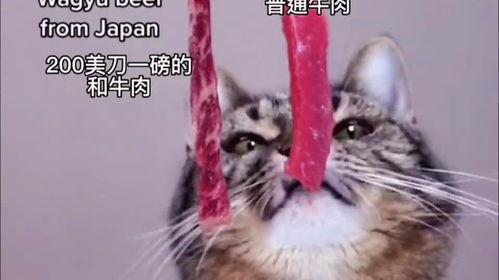 娱乐吃瓜酱小猫被薅起来,薅猫事件背后的真相