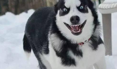 娱乐吃瓜酱哈士奇不拆家,娱乐吃瓜酱带你揭秘狗狗的神奇魅力