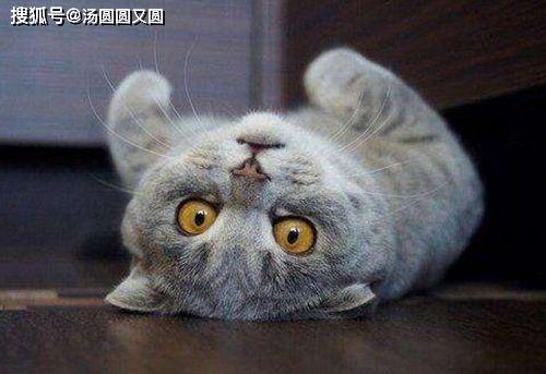 娱乐吃瓜君折耳猫坐姿,娱乐吃瓜君的萌态瞬间